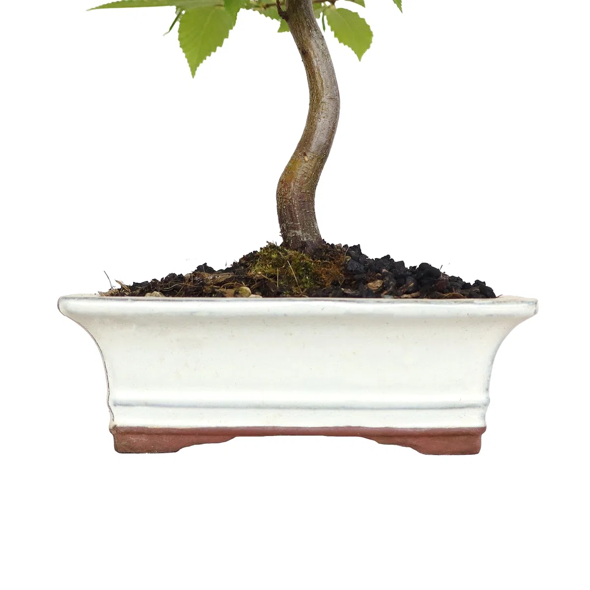 KENTIS - Bonsai di Carpino - Carpinus Betulus - Piante Vere da Esterno Ornamentali - Giardino Balcone Terrazzo - H 35/40 cm Vaso in Ceramica 19 cm