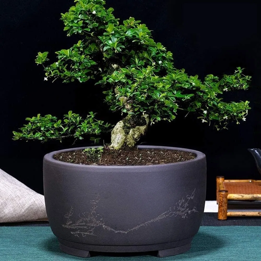 Generico Vaso bonsai tradizionale cinese in ceramica nera opaca con foro di drenaggio, fioriera rotonda floreale incisa for piante grasse da interno, decorazioni for la casa