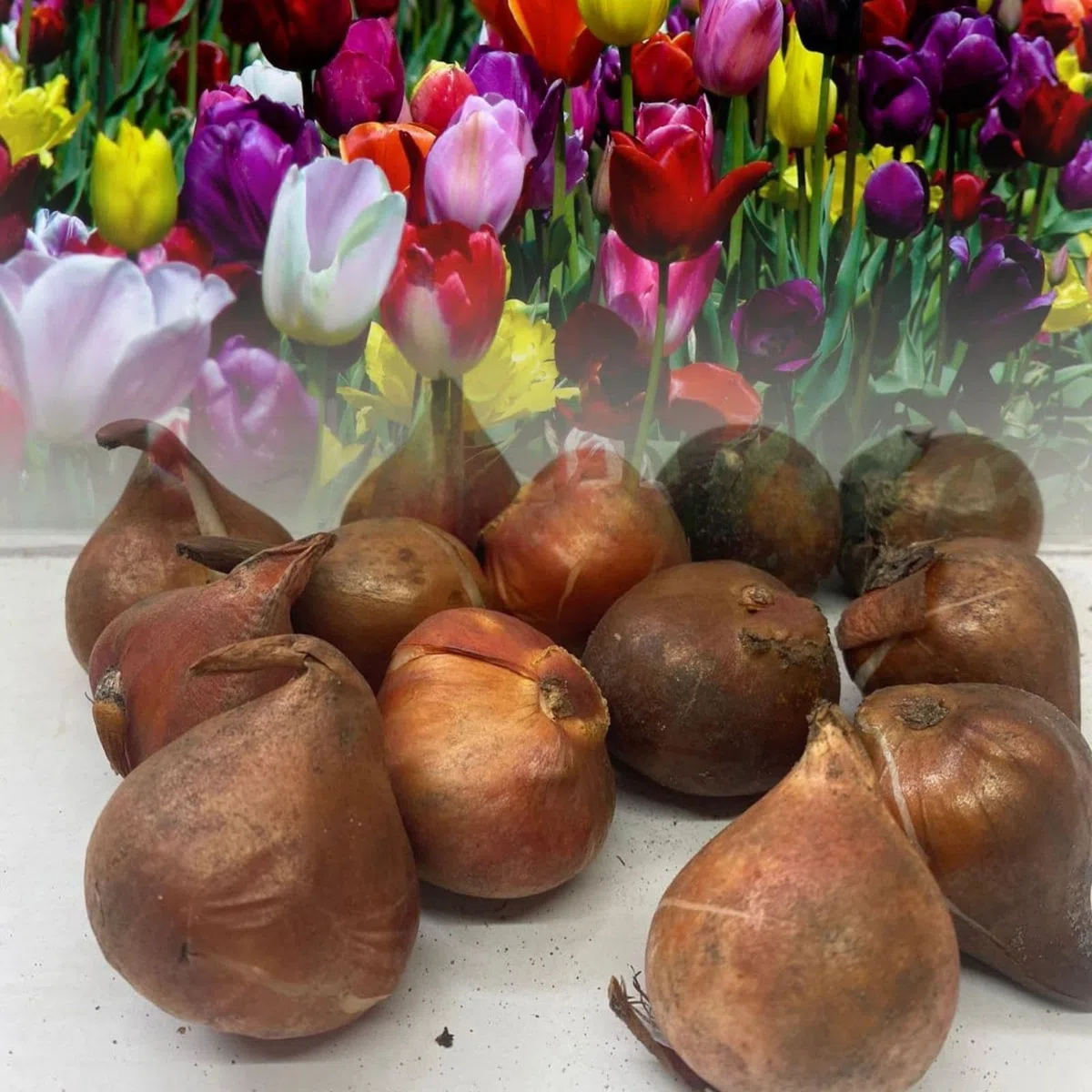 Tulipani rari/Tulipani/Arredamento vintage per la casa/Angoli di riempimento-15 pcs-I
