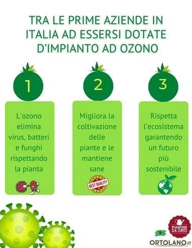 P. Piantine da Orto | Indivia Riccia, Pianta da Orto o Balcone Pronta al Trapianto, Kit da 9 Piantine, Pianta Vera da Esterno, Vivaio Italiano
