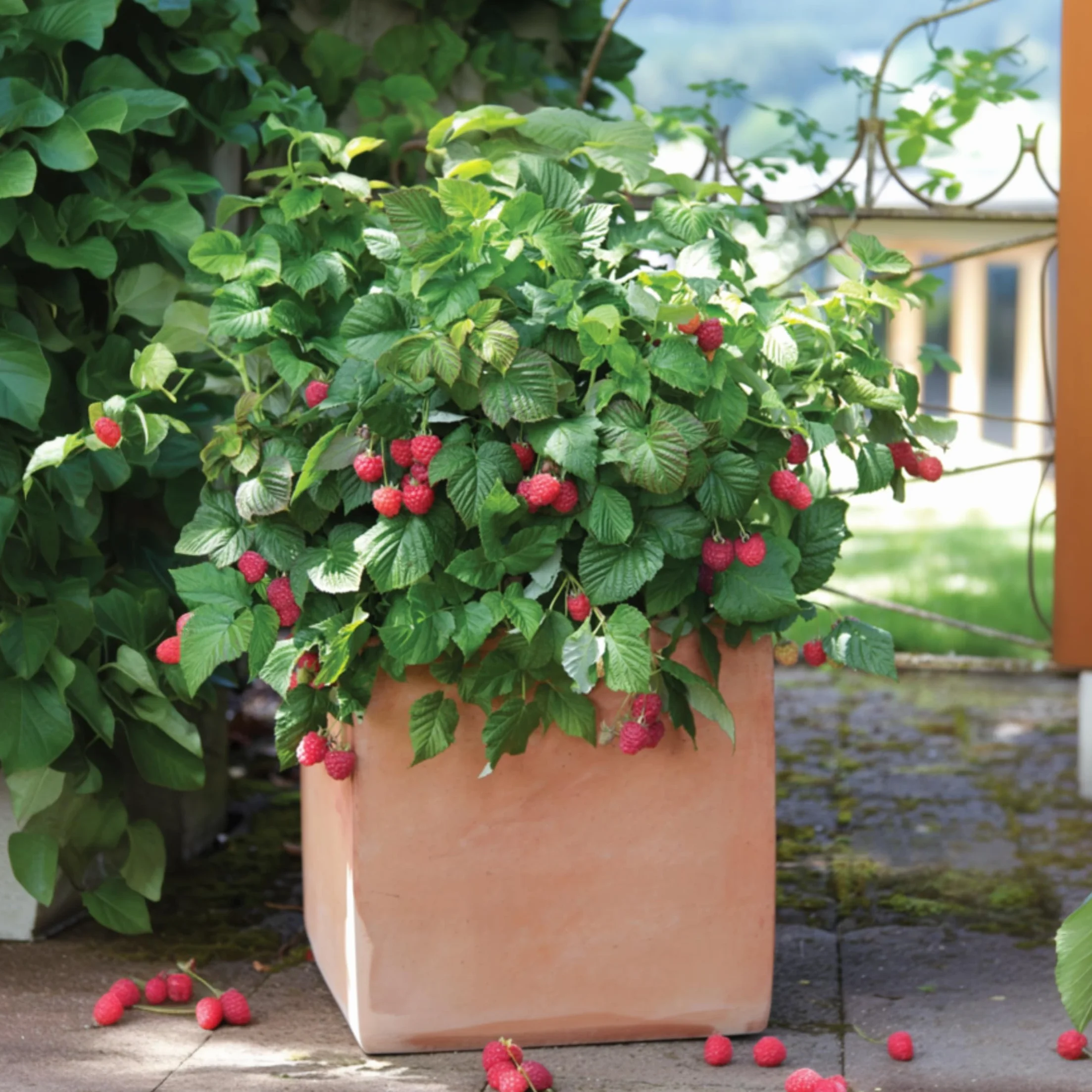 Plant in a Box - Rubus ideaus 'Autumn Bliss' - Lampone - Piante da frutto - resistenti - Set di 3 - Vaso 9cm - Altezza 25-40cm