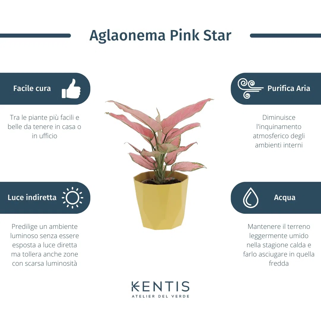 KENTIS - Aglaonema Pink Star - Piante da Interno Vere - Piante Purifica Aria da Appartamento - H 20-30 cm Vaso Ø 12 cm