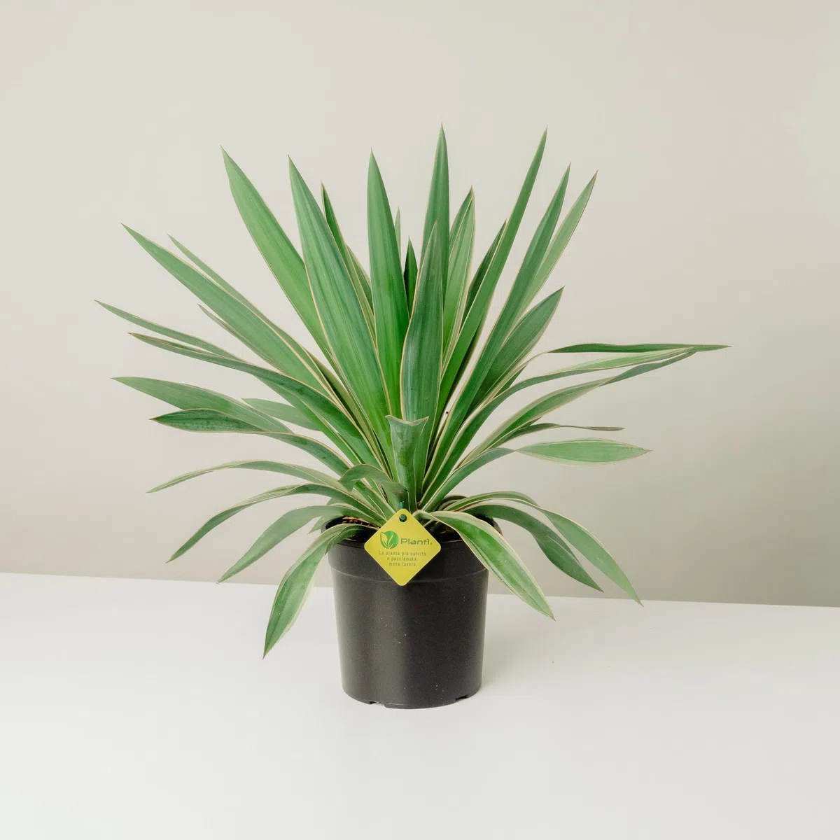Yucca Gloriosa | Pianta Vera da Esterno, Resistente e Ornamentale | Adatta a Vasi e Giardini Rocciosi | Altezza Fino a 150 cm | Vaso da 19 cm (Gloriosa Variegata)
