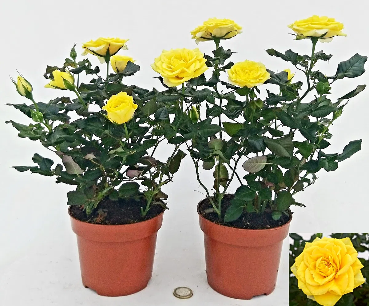 POWERS TO FLOWERS - ROSA DA GIARDINO RAMPICANTE e RIFIORENTE, ROSA GIALLA, 2 PIANTE, Piante Vere
