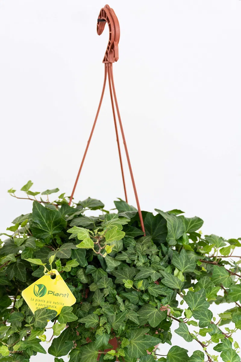 HEDERE BASKET Green Wonder, Edera di Dionisio Pianta Rampicante Sempreverde a Crescita Lenta, Vera Edera Rampicante da Utilizzare per Giardino Esterno Diametro vaso 19 cm