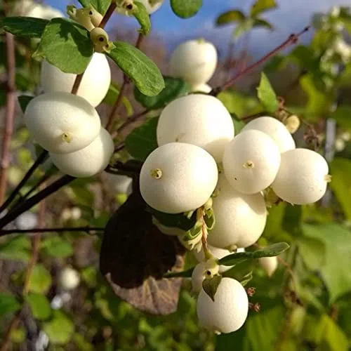 Vivai le Georgiche - Pianta vera di Symphoricarpos x doorenbosii "White Hedge" - vaso Ø 19 cm - altezza alla vendita 40-60 cm