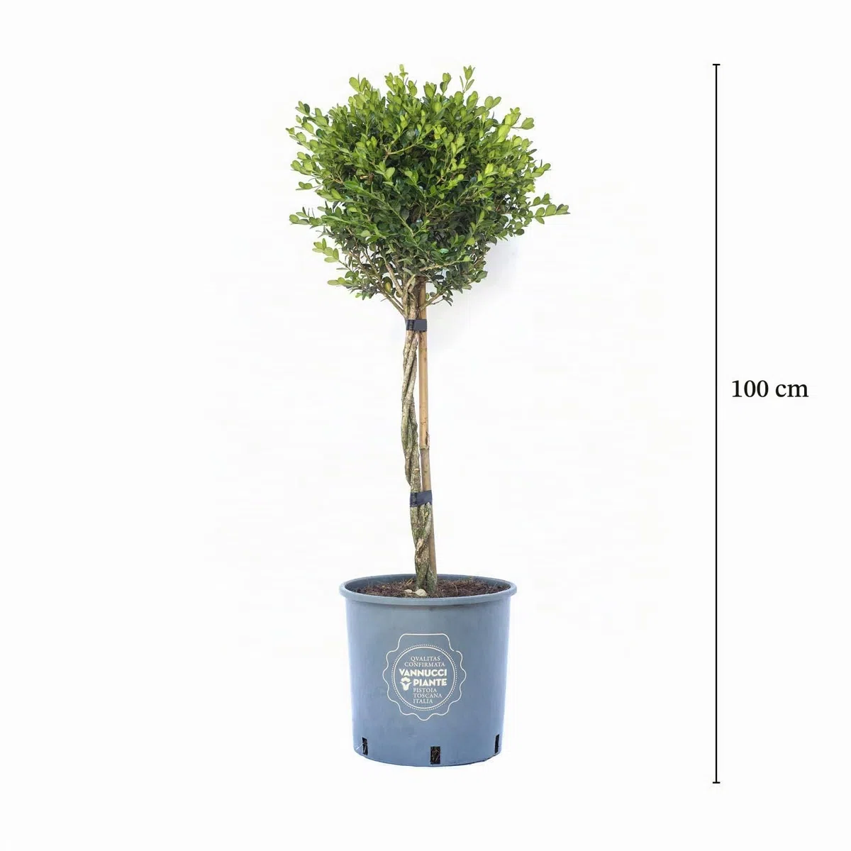 Vannucci Piante - Buxus microphylla 'Faulkner', Bosso, Pianta da terrazzo, Pianta formata, Mini alberetto