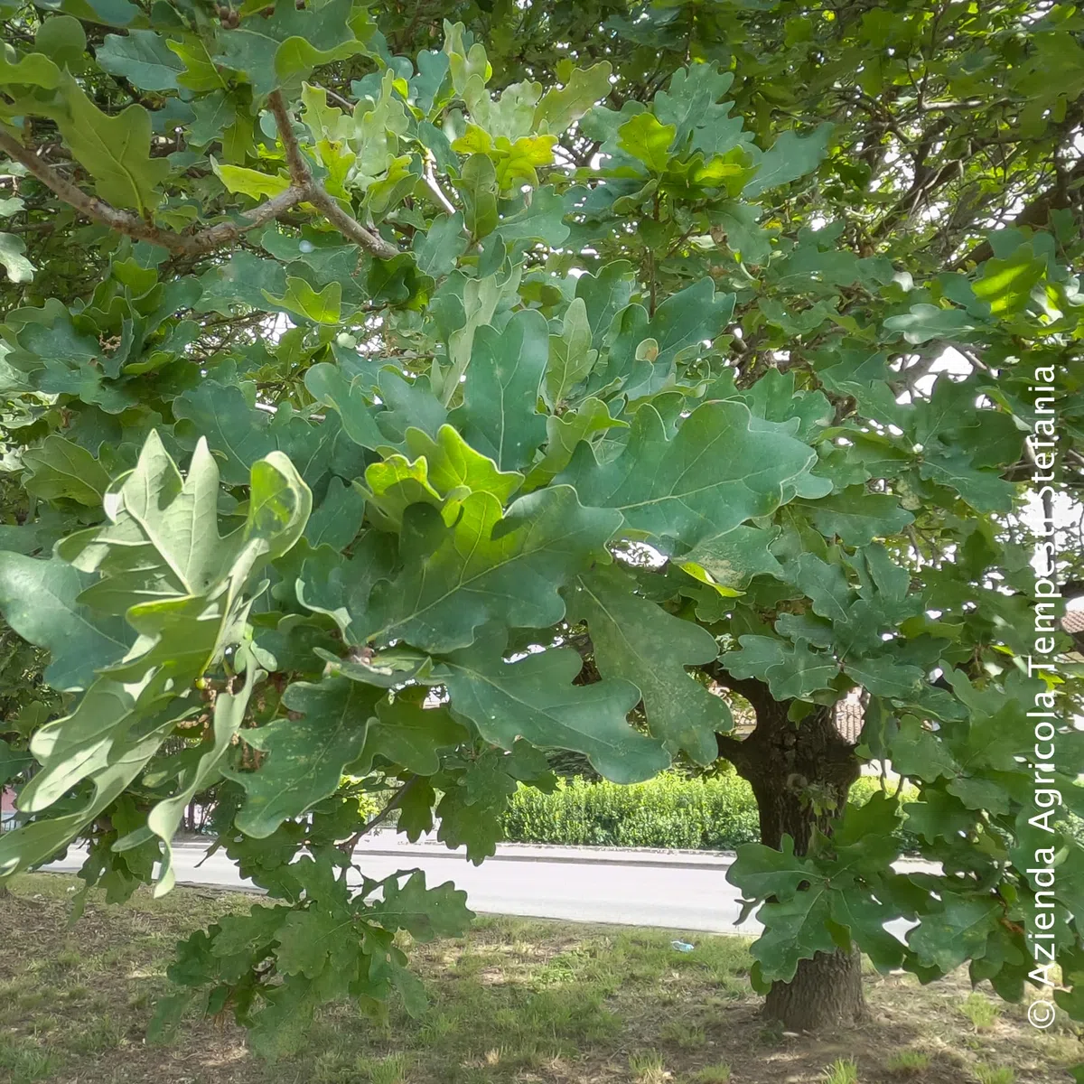 Quercia europea, altezza pianta 60/80 cm, vaso Ø16, Quercus robur