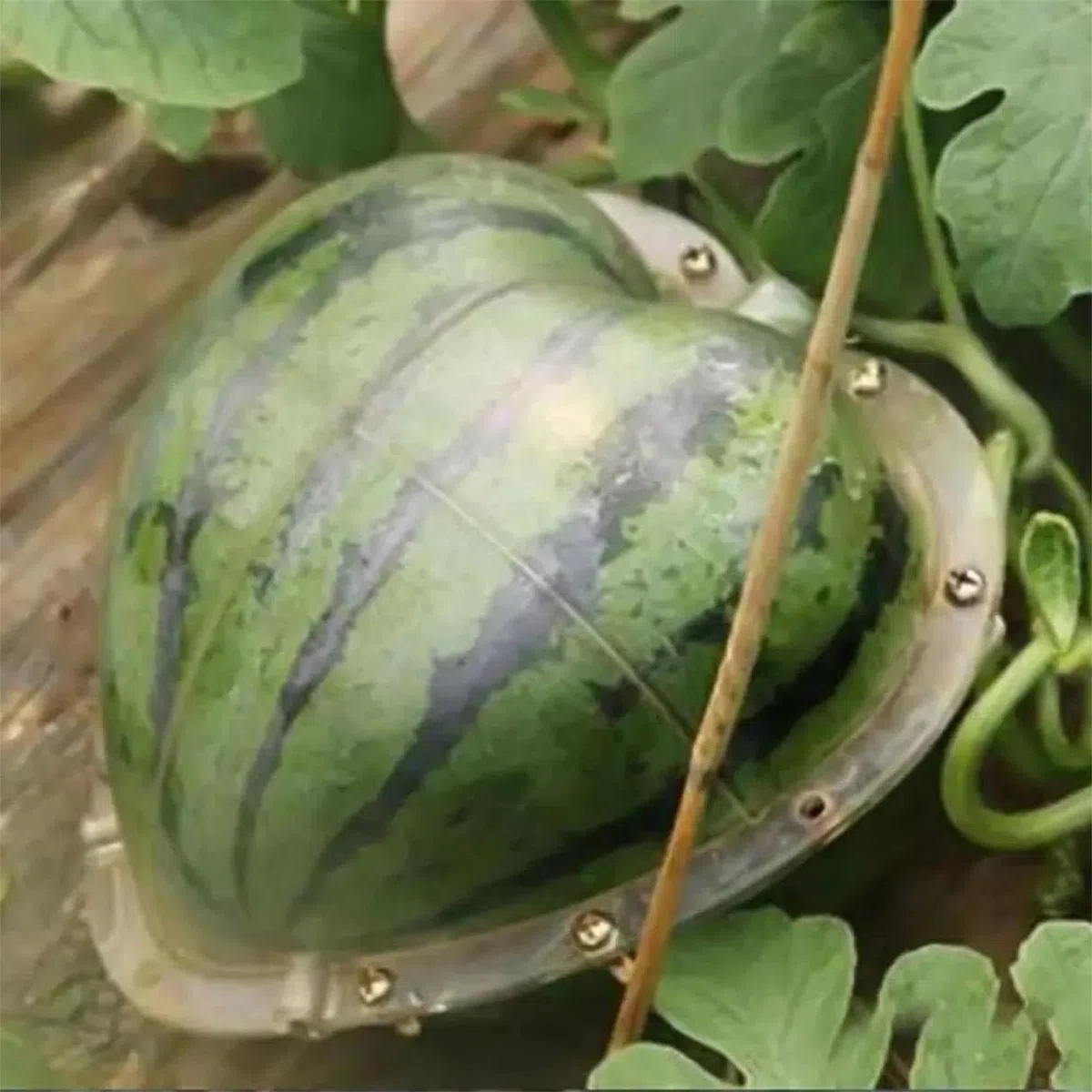 Stampo per coltivazione 'anguria a forma di cuore – strumento trasparente per modellare frutta con fori traspiranti | Stampo da giardino riutilizzabile per cuori, angurie e zucche | Coltivazione