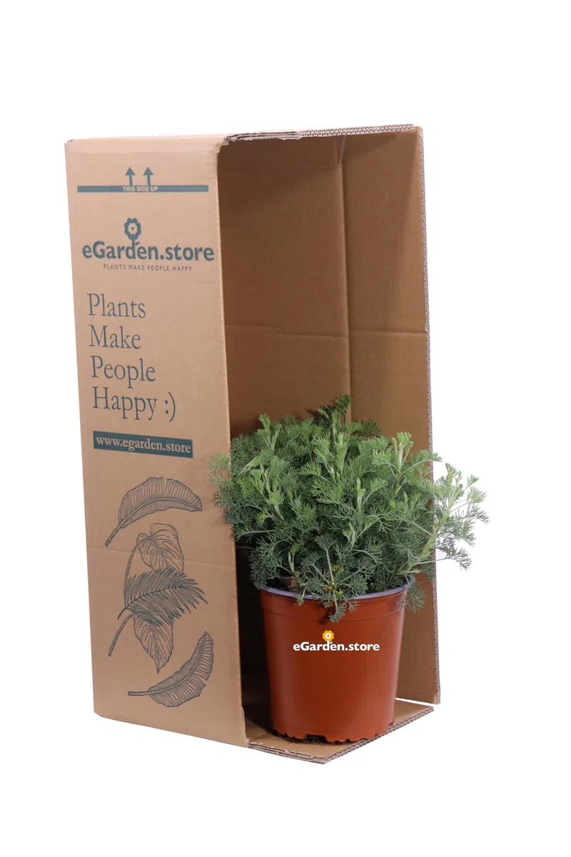 pianta di Artemisia Camphorata pianta da esterno pianta da giardino pianta ornamentale di Artemisia Camphorata pianta profumata pianta vera venduta da eGarden.store
