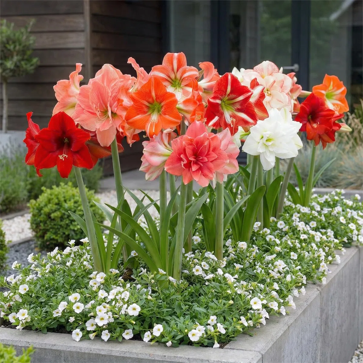 Bulbi di Amaryllis Surprise Collezione - 10 Bulbi Fiori in grande formato 26/30 - Piante e Fiori Esclusivi dall'Olanda - Autentici Hippeastrum (non semi, senza cera e non artificiali)