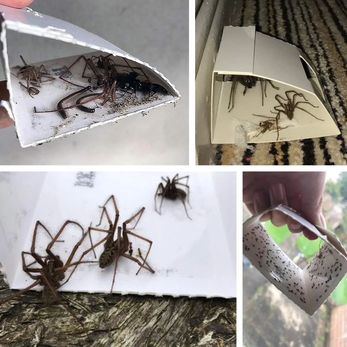 Spider trappola pacco di 24 ragni e insetti multi onischi formiche Beetle scarafaggi pulci