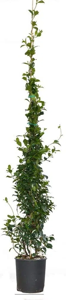 PIANTA DI RINCOSPERMUM FALSO GELSOMINO FIORE BIANCO RAMPICANTE VASO 22 H 210 CM Vivaio Annese
