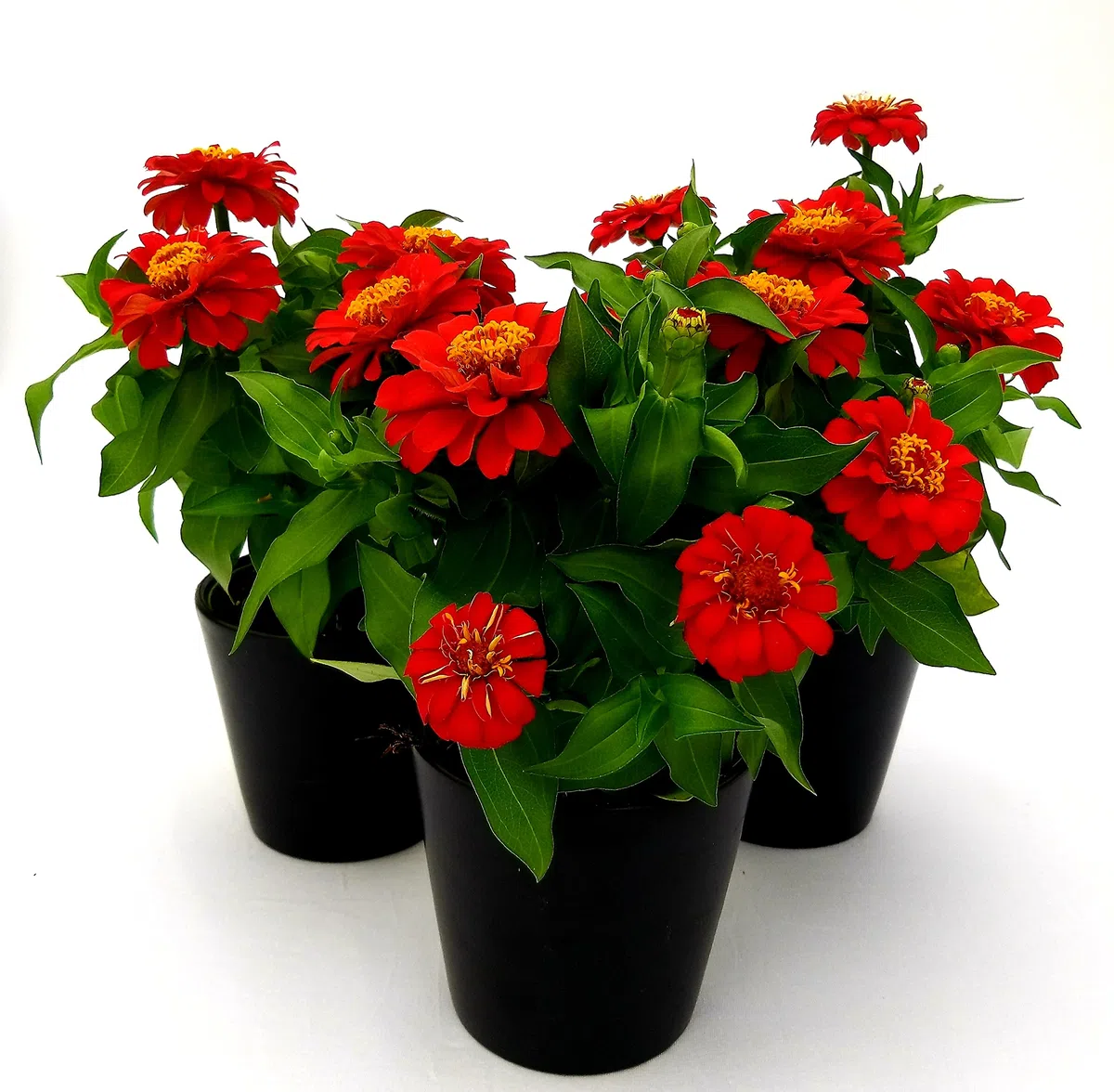 POWERS TO FLOWERS - ZINNIA ROSSA, 3 PIANTE VASO 13CM, pianta vera