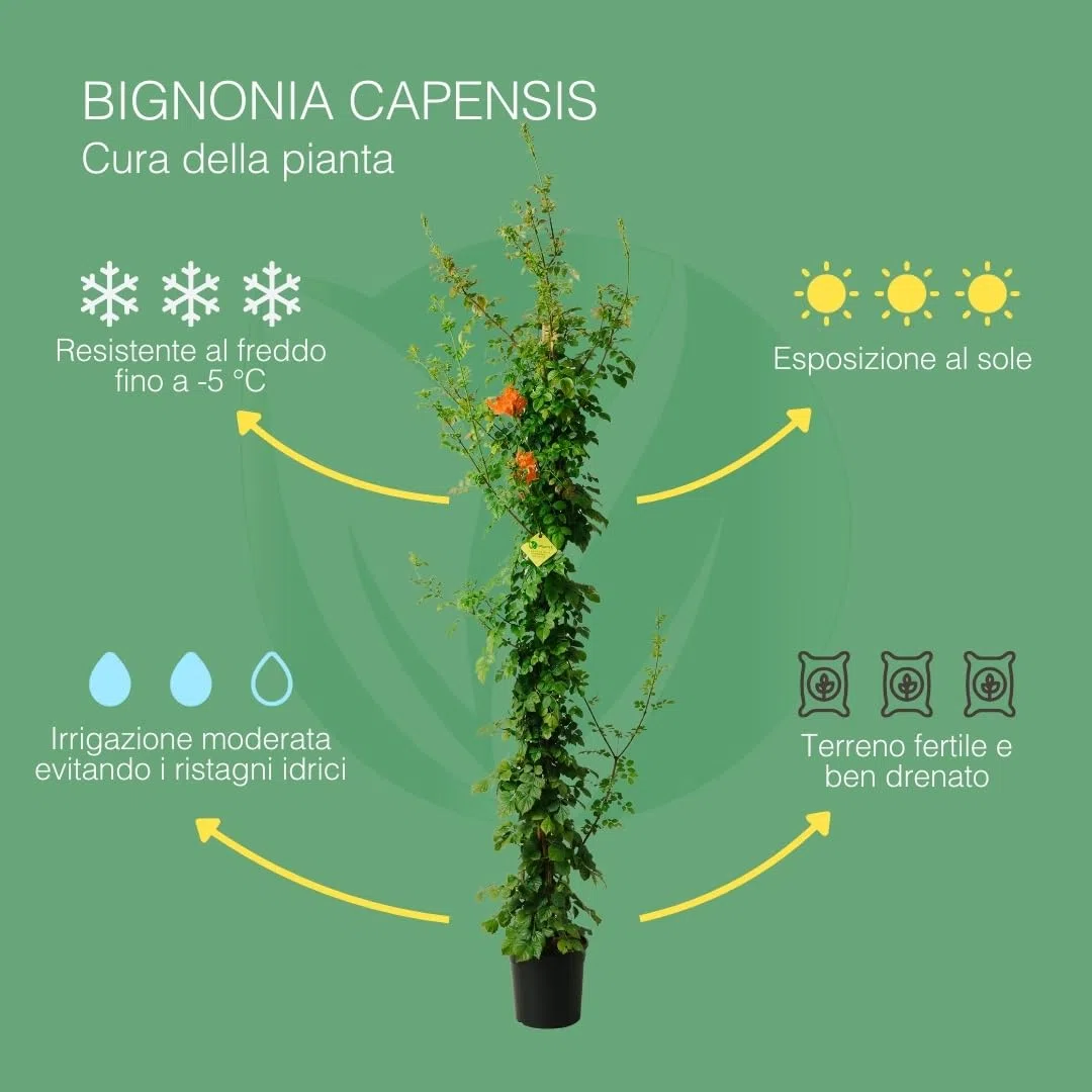BIGNONIA CAPENSIS. Pianta rampicante da esterno, vaso da 19cm. Piante vere da esterno per giardino e pergolato. 6 mesi di concimazione con sistema Plantì.
