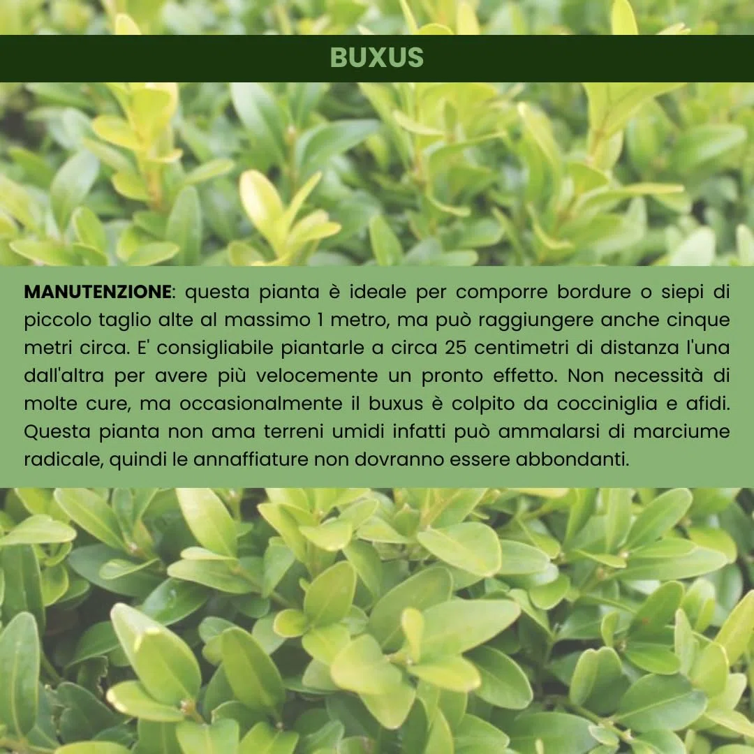 Buxus Bosso Sempreverde, 50 Piante, Vaso 14cm | Arbusto a crescita lenta, Ideale per siepi e bordure, Ideale per topiaria, Foglie piccole verde brillante, Foglie aromatiche