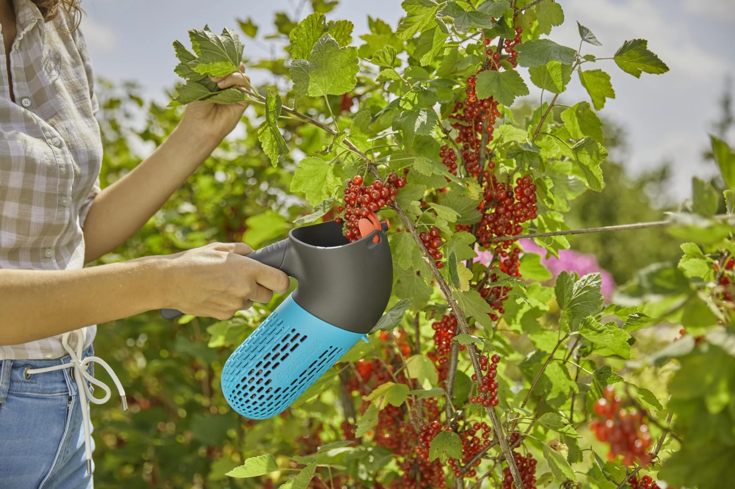 Gardena Raccogli-frutti di bosco combisystem: ausilio per il raccolto con cesto integrato, accessorio girevole per frutti di bosco o frutta, impugnatura integrata, piedini da appoggio (17400-20)