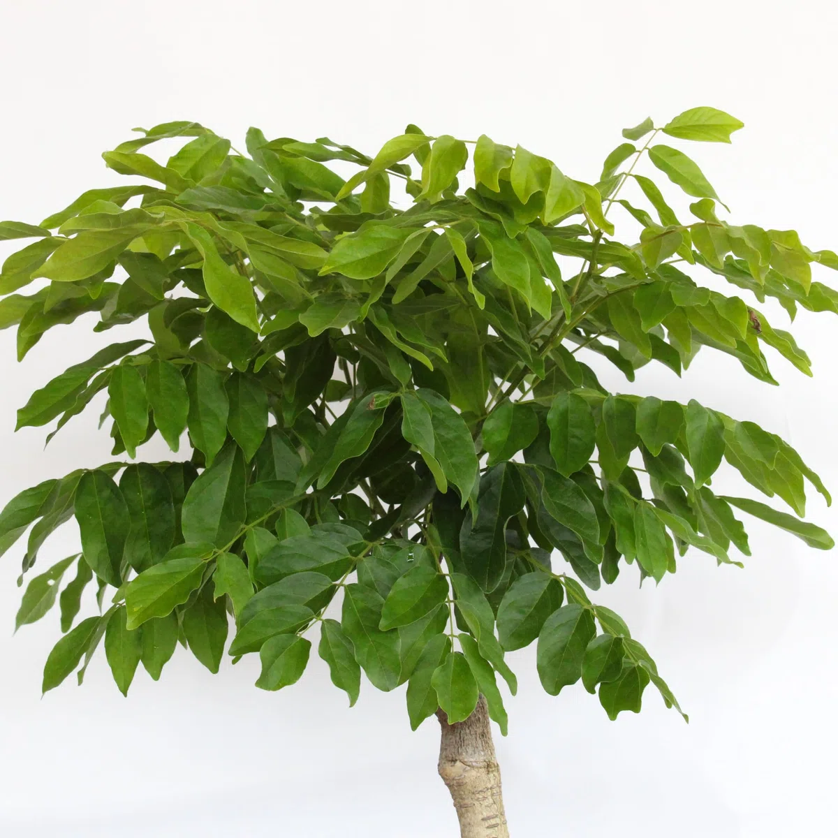 KENTIS - Bonsai di Wisteria Floribunda Alba - Glicine Bianco Giapponese - Piante Vere da Esterno Fiorite - H 45-50 cm Vaso in Ceramica 28 cm