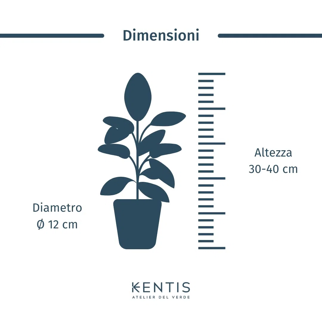 KENTIS - Aglaonema Pink Star - Piante da Interno Vere - Piante Purifica Aria da Appartamento - H 20-30 cm Vaso Ø 12 cm