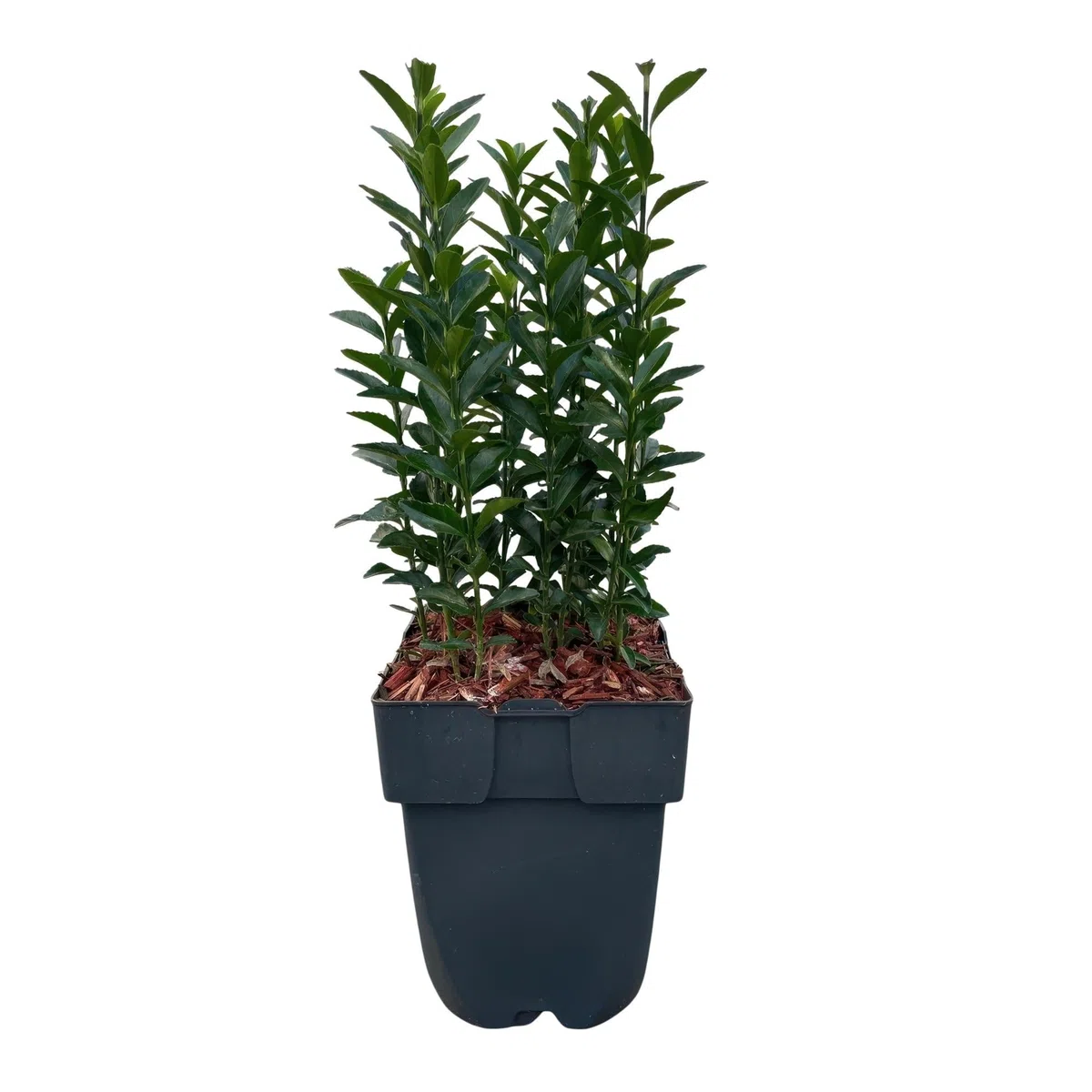 Euonymus japonicus Green Spire - pianta siepe - foglia verde - 6 piante - 1 metro - pervinca - 17 cm altezza 40 cm - facile da pulire e tollerante al sole