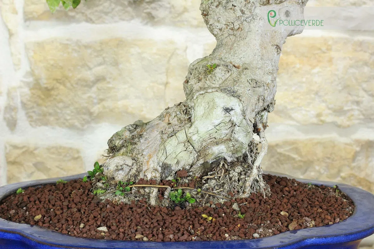 Bonsai di Mirto Pumila (35)