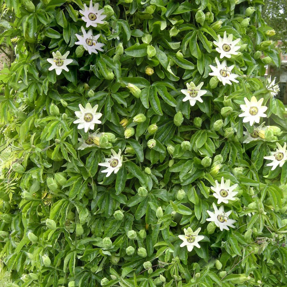 Passiflora 'Caerulea', arbusto da giardino semi-sempreverde, compatto e resistente al freddo, in vaso da 9cm.