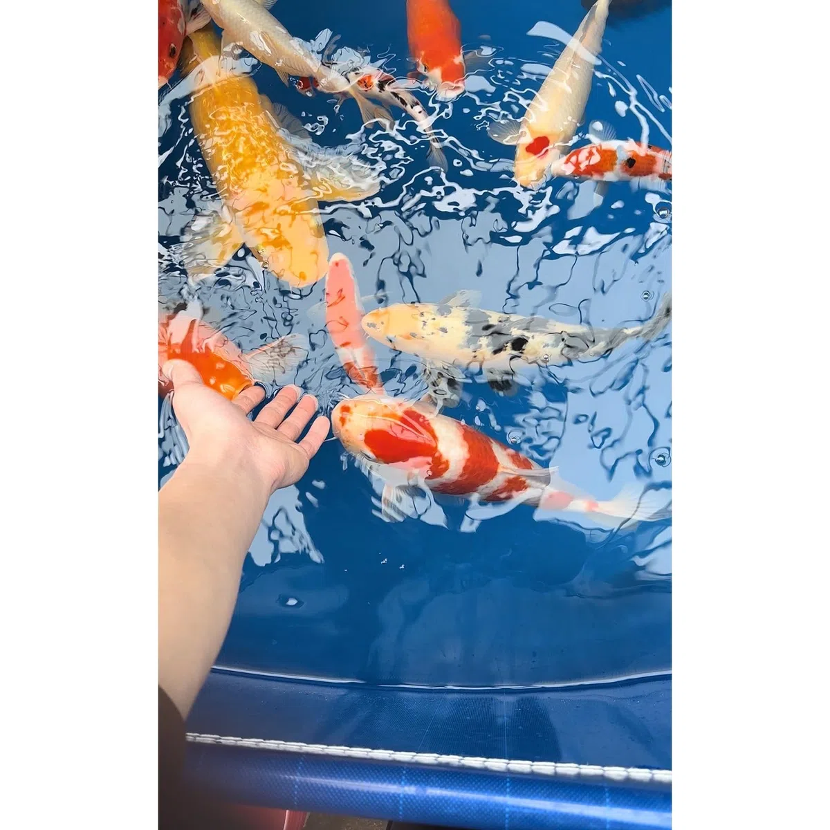 Laghetto per Carpe Koi in PVC di Alta qualità da 1050 Litri - Piscina Fuori Terra Pieghevole con Supporto in Acciaio, Adatta per acquacoltura e Nuoto Domestico, Serbatoio dell'Acqua 1,5x1x0,