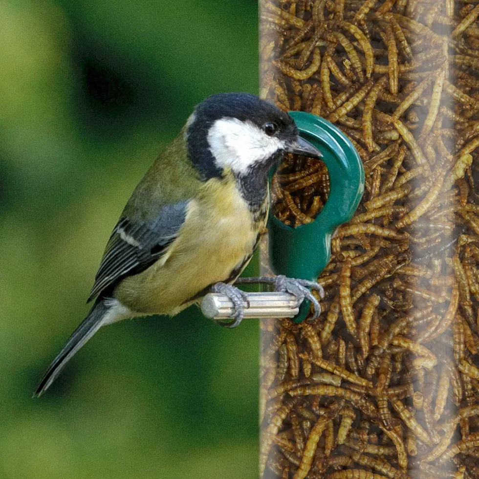 SQUAWK Vermi Essiccati - Cibo di alta qualità per uccelli selvatici, spuntini da giardino per uccelli. (5KG)