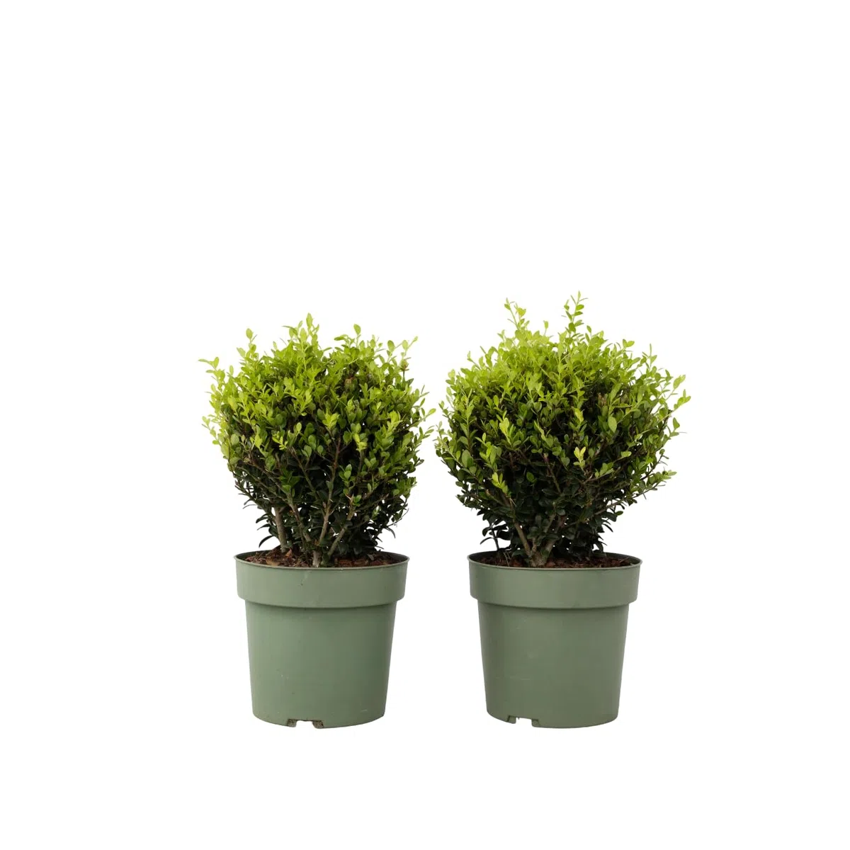 Plant in a Box - Ilex crenata - Forma sferica 'Agrifoglio giapponese' - set da 2 - Sostituto del bosso - Pianta da giardino - ⌀17 cm - Altezza 30-40 cm