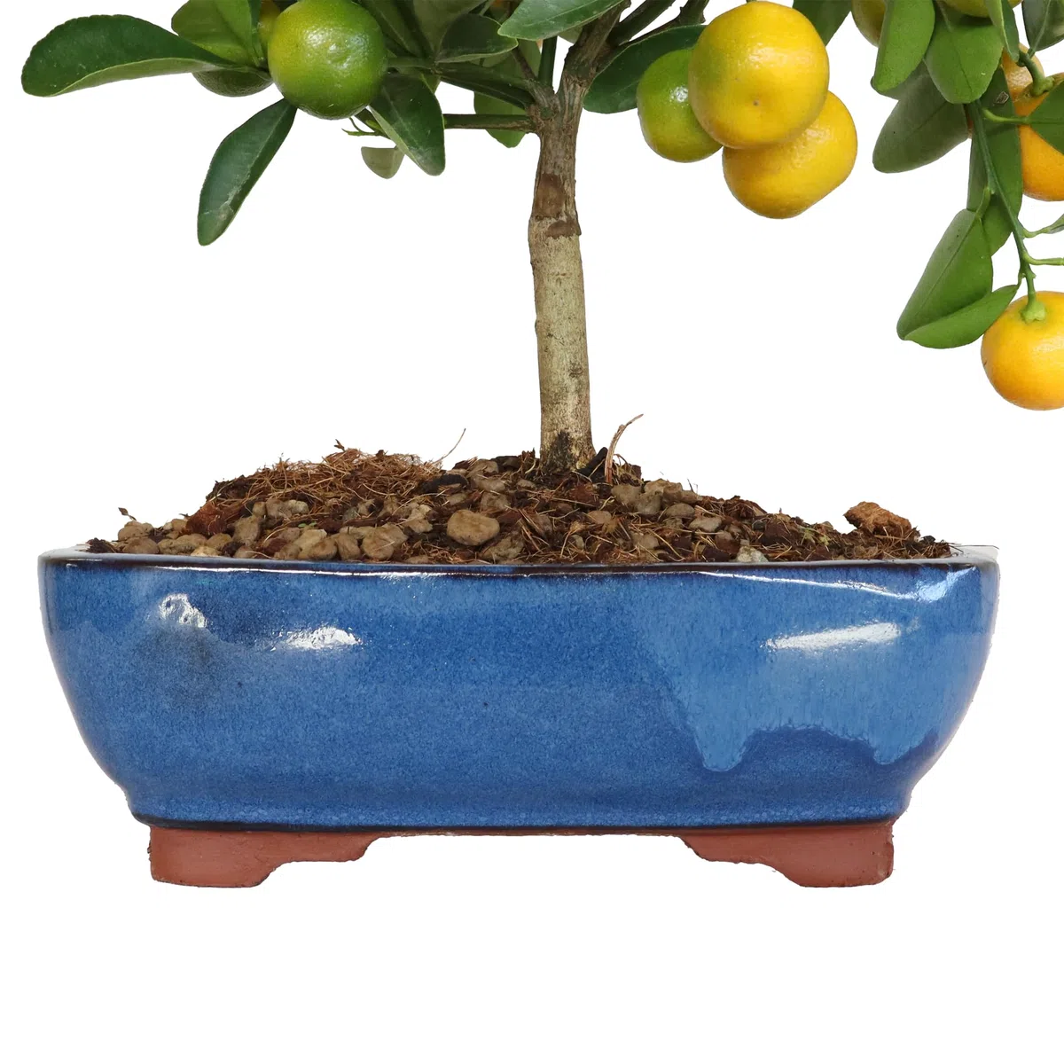 KENTIS - Bonsai Calamondino - Citrus Mitis - Mandarino Nano - Pianta Vera da Frutto da Esterno - Piante Fiorite - H 35/40 cm Vaso in Ceramica 21 cm