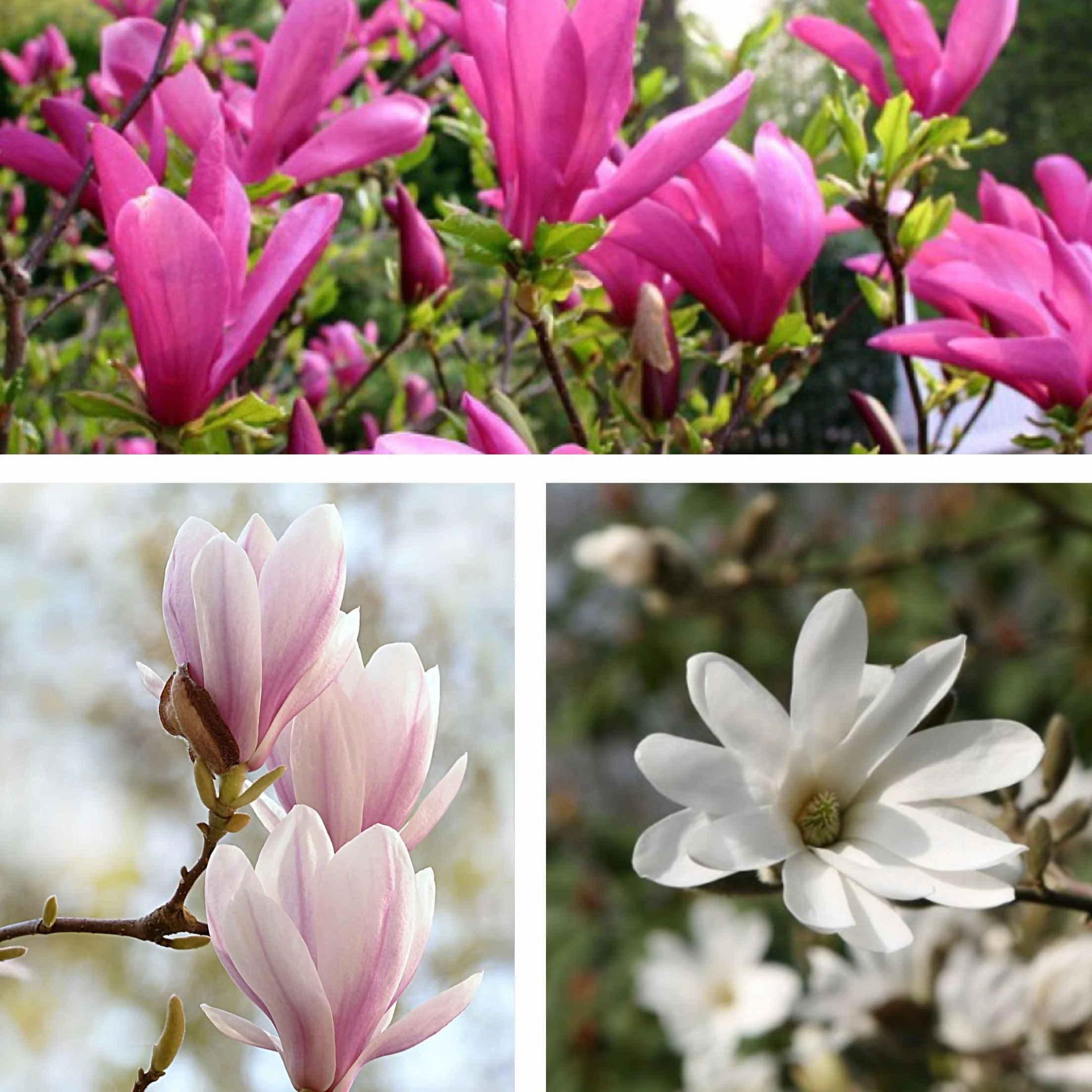 Plant in a Box - Magnolia - Mix di 3 - Magnolia Susan, Soulangeana, Stellata - Vaso 9cm - Altezza 25-40cm
