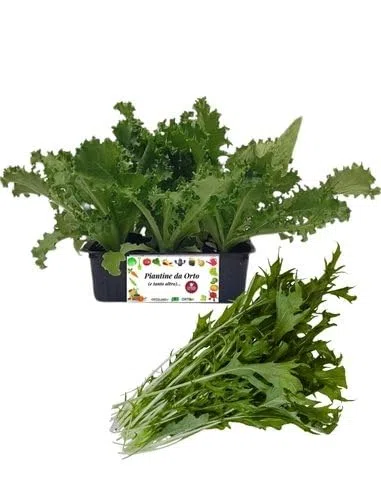 P. Piantine da Orto | Indivia Riccia, Pianta da Orto o Balcone Pronta al Trapianto, Kit da 9 Piantine, Pianta Vera da Esterno, Vivaio Italiano