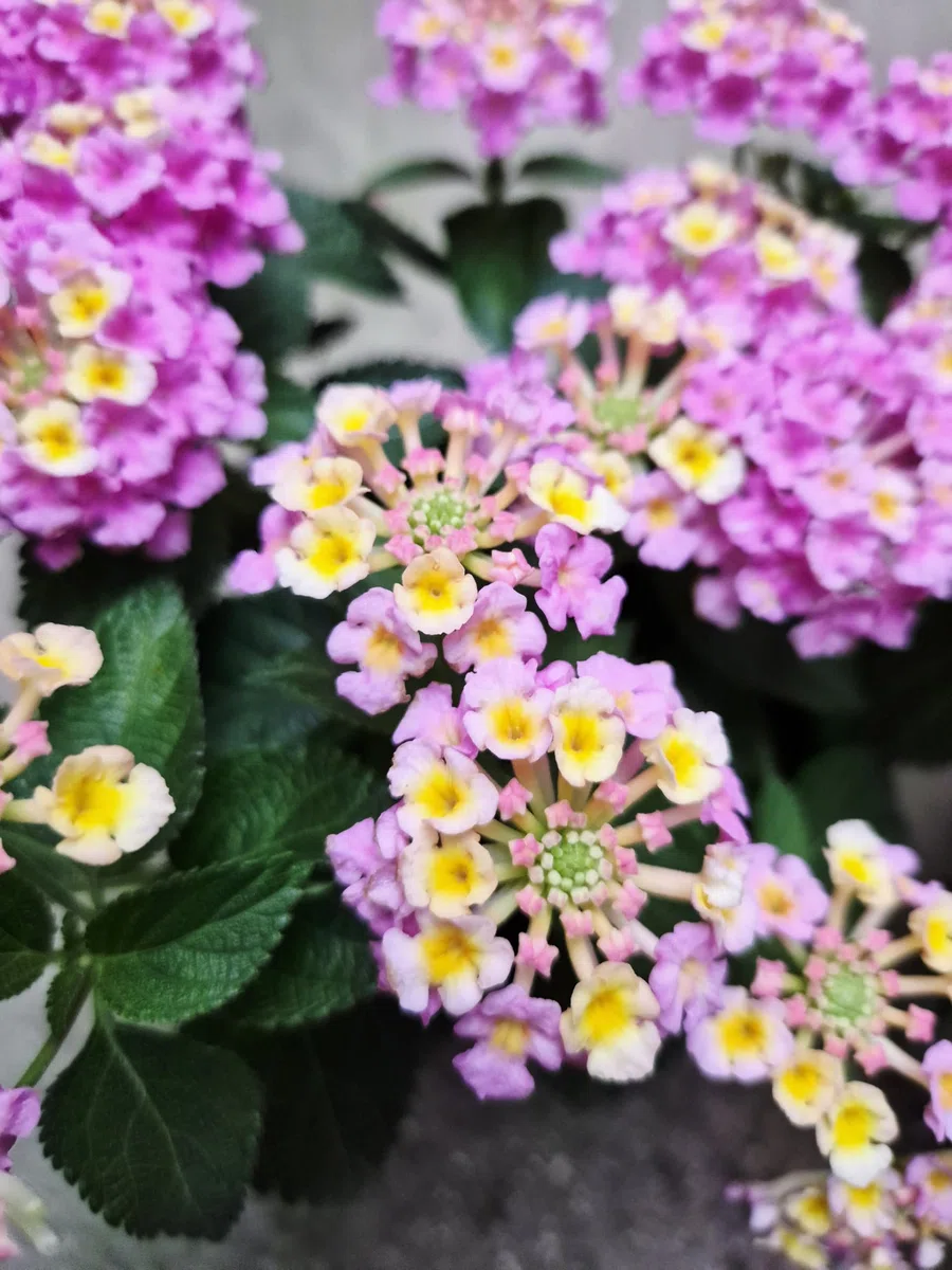 POWERS TO FLOWERS - LANTANA CAMARA ROSA, 2 PIANTE, VASO 14CM, piante vere