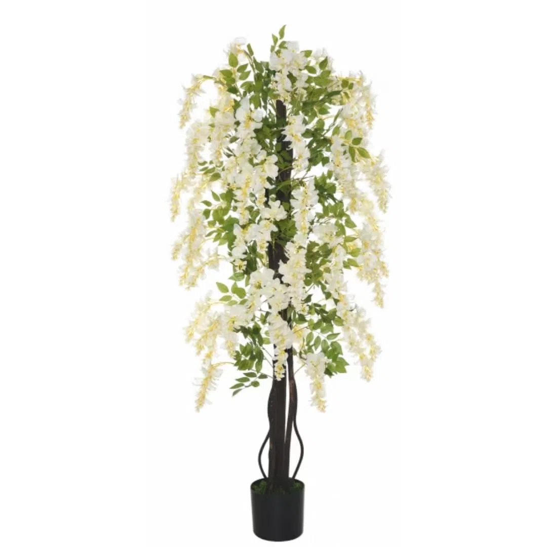 Vivaio Garden Forest Wisteria Floribunda “Longissima Alba”, Glicine Bianco, Pianta Rampicante Fiori, Fiori profumati, Pergolati, Balconi, Coltivazione in vaso, Pianta vera