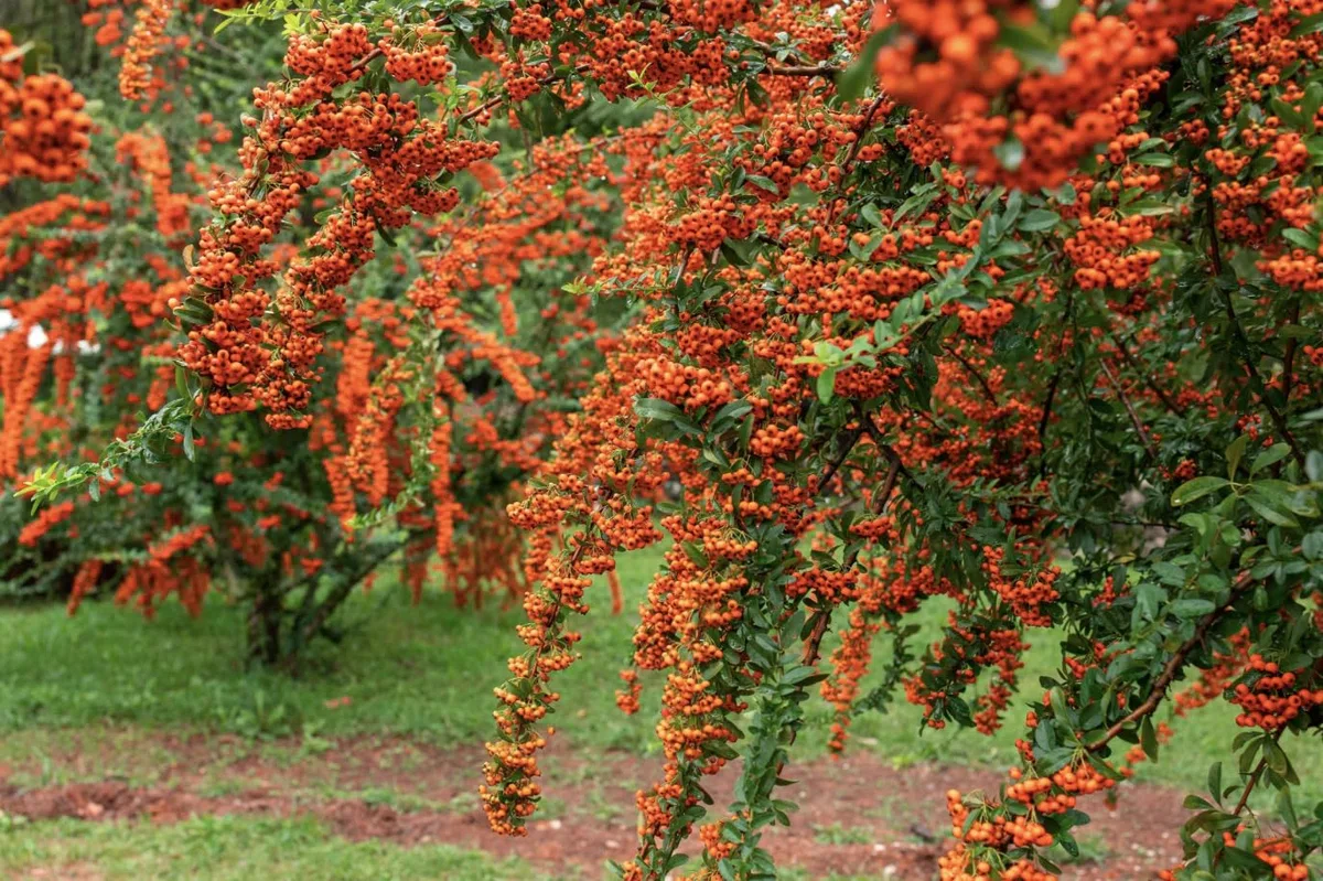 Piracanta arancione nana "Pyracantha coccinea Navaho" Agazzino pianta da siepe sempreverde in vaso 9x9 cm Vivaio di Castelletto