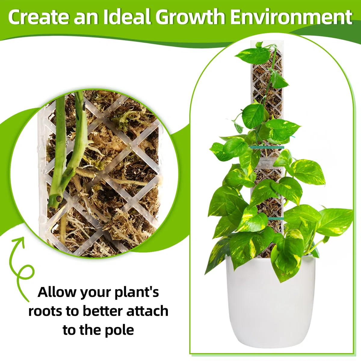 Moss Pole di Plastica, 4 Pezzi 35 cm (Palo per Piante Rampicanti + Inserimento a Terra) + 150 g Muschio, Palo di Sfagno per Piante Rampicanti da Interni ed Esterni, Sostegno per Piante