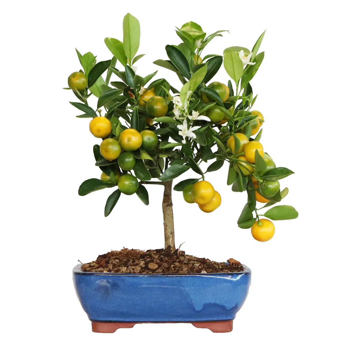 KENTIS - Bonsai Calamondino - Citrus Mitis - Mandarino Nano - Pianta Vera da Frutto da Esterno - Piante Fiorite - H 35/40 cm Vaso in Ceramica 21 cm