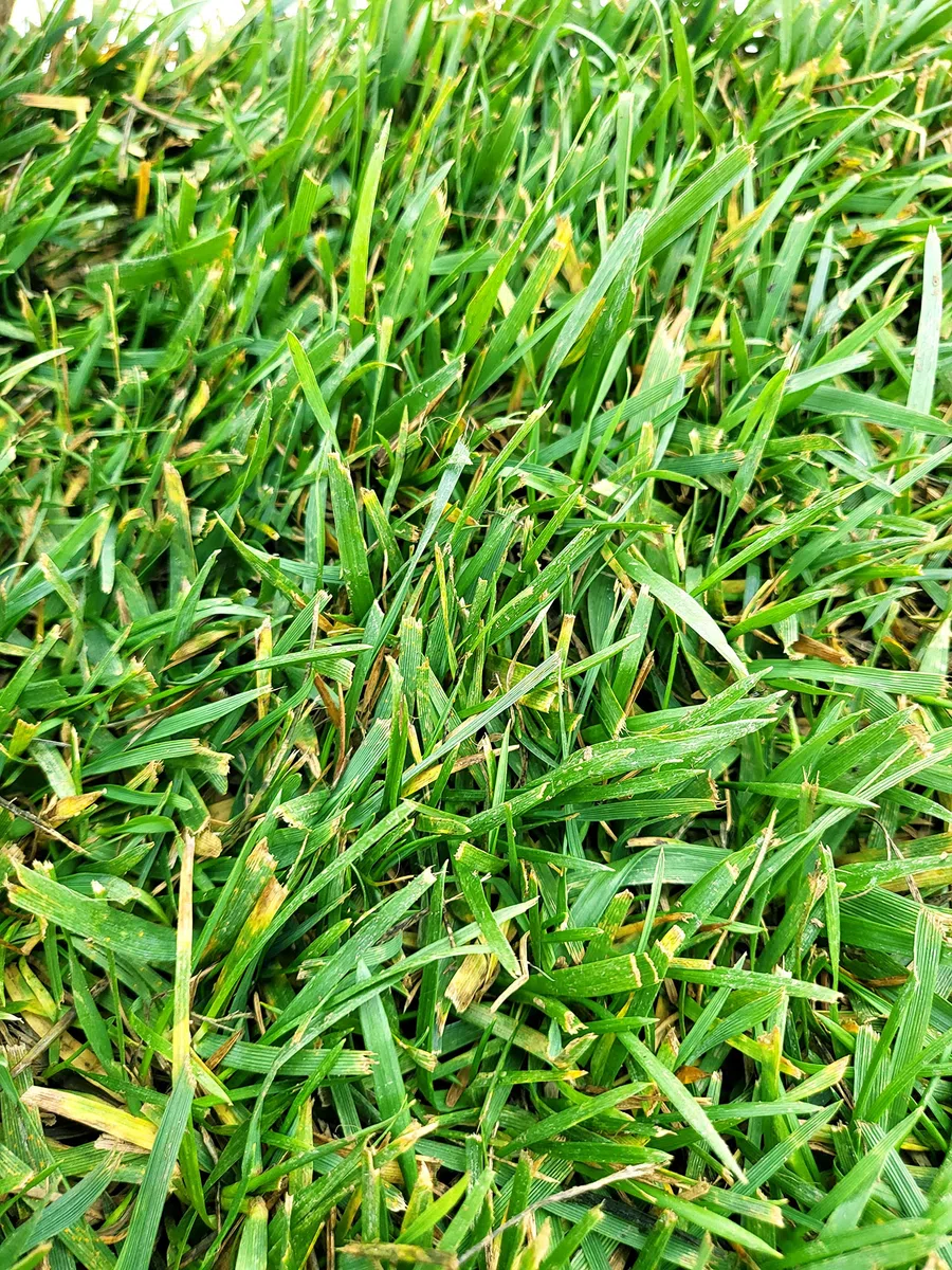 POWERS TO FLOWERS - PRATO A ROTOLI, ERBA A ROTOLO VERA, ERBA DA GIARDINO, 40cm x 123cm, pianta vera