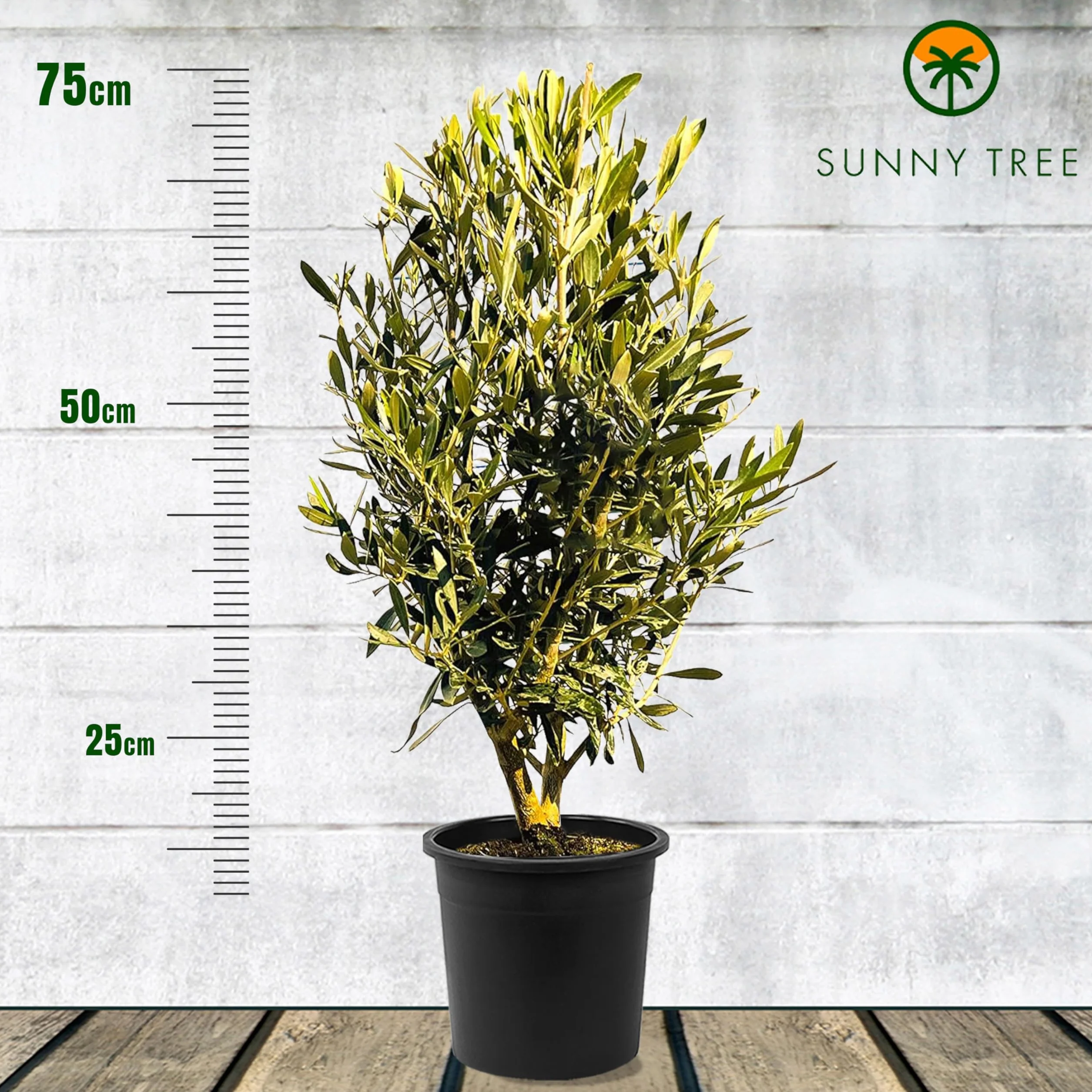 Sunny Tree - Ulivo Olea Europea a a forma di arbusto - Olivo sempreverde - Resistente all'inverno -18 - Altezza 80-100 cm incl. vaso - A+ ware