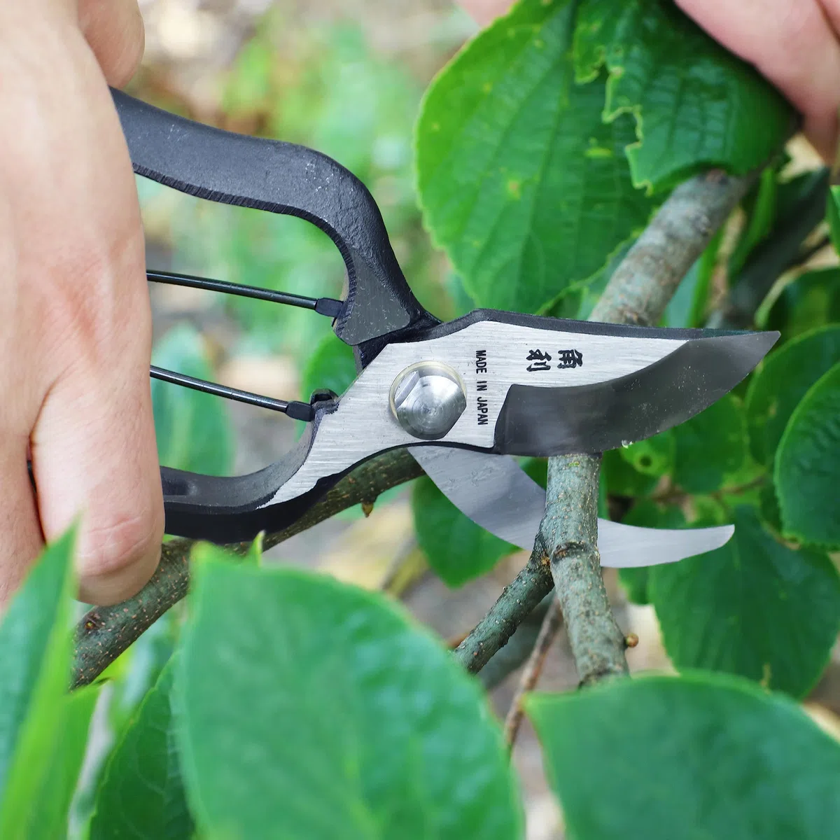 KAKURI Forbici da potatura giapponesi per giardinaggio resistenti, 20,3 cm, realizzate in Giappone, potatori professionali da giardino con guaina in pelle, forgiato a mano, acciaio al carbonio