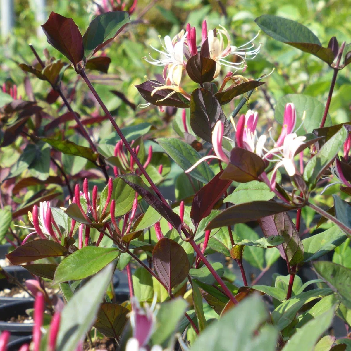 Lonicera Japonica Chinensis, Caprifoglio, confezione da 2 piante, altezza 100/120 cm, vaso Ø16