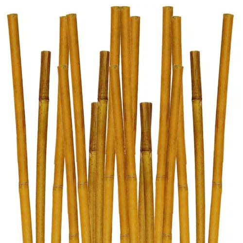 CANNA CANNETO PER PIANTE IN BAMBU H 240 CM PER GIARDINAGGIO AGRICOLTURA 50 PZ