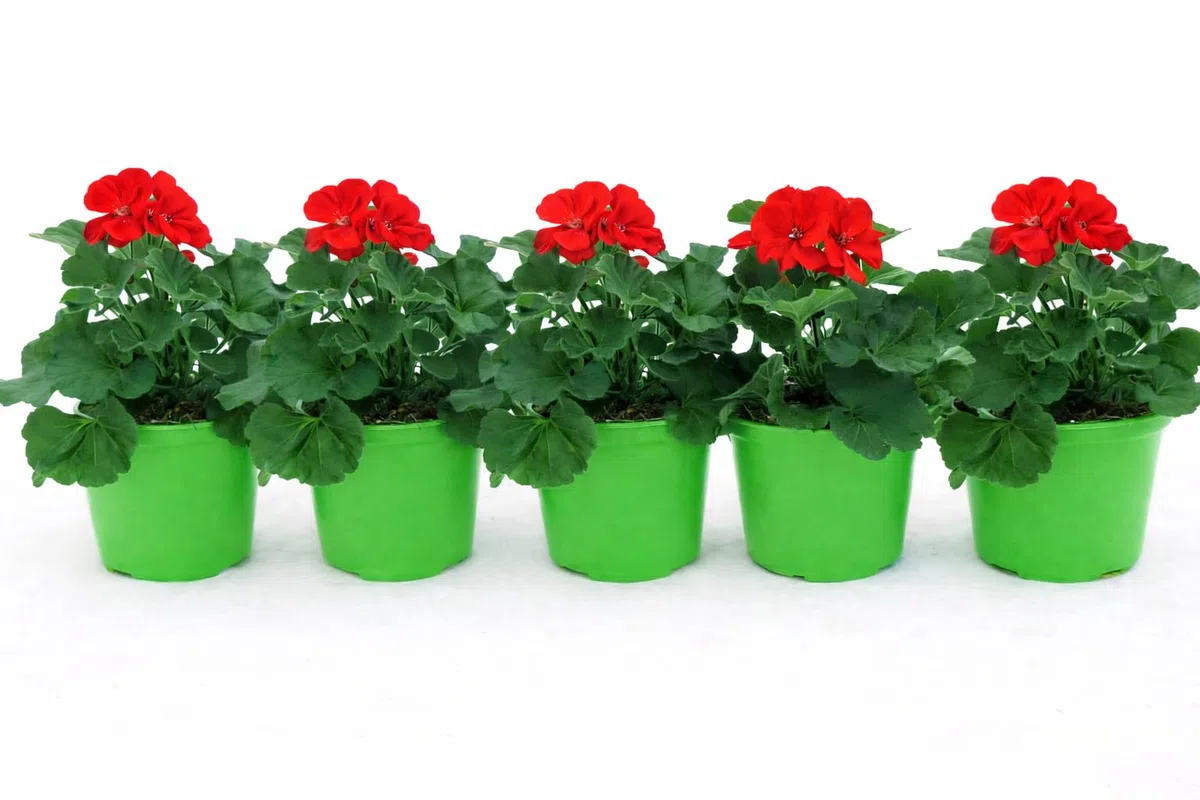 POWERS TO FLOWERS - GERANIO ZONALE "HERCULES", PELARGONIUM, 5 PIANTE VASO 14 ROSSO, piante vere