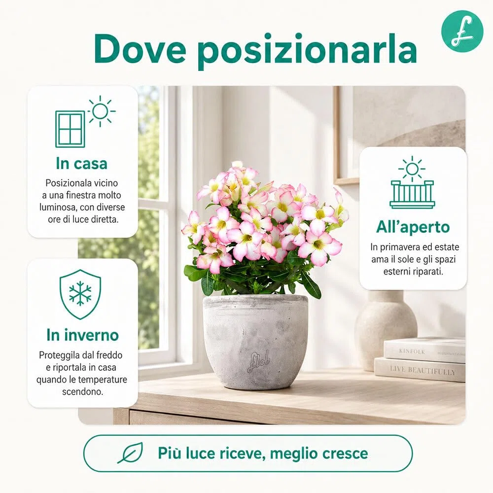 Rosa del Deserto Vera (Adenium Obesum) con Vaso in Terracotta FLOB – Pianta Viva Tropicale da Interno – Vaso 12 cm – Facile da Curare
