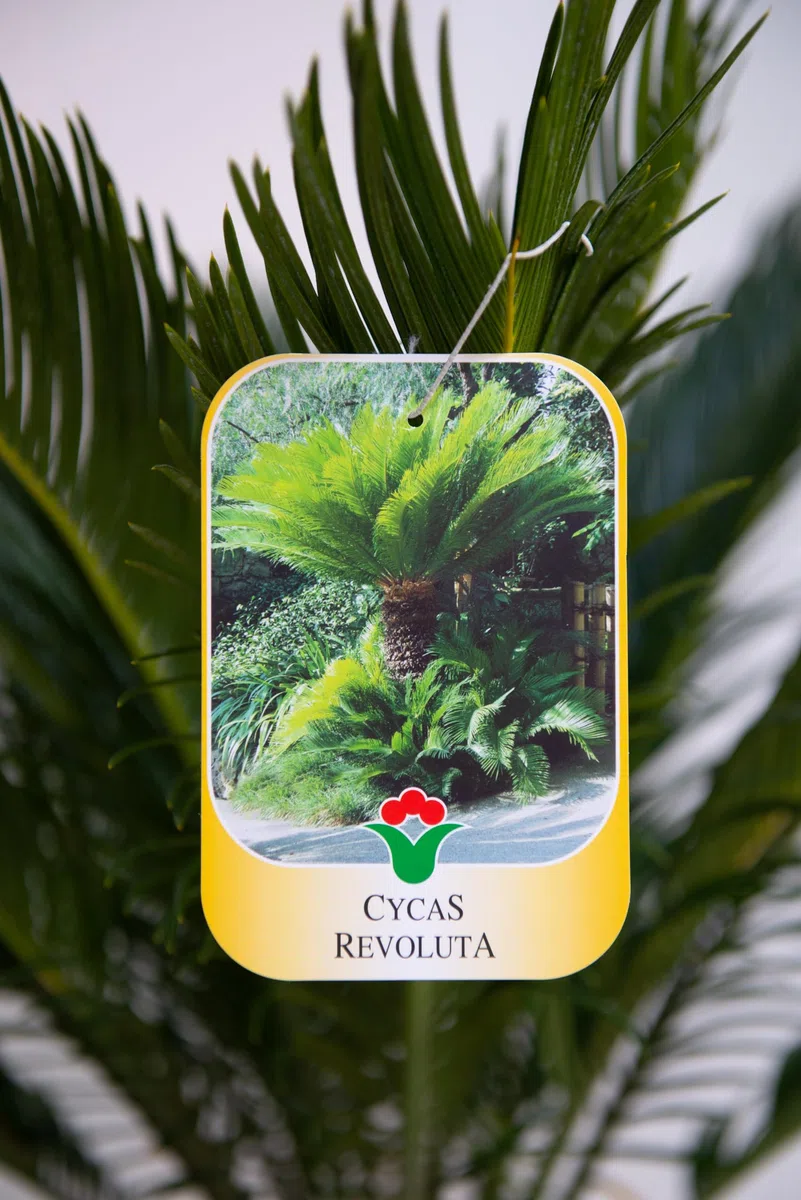 Vannucci Piante - Palma, Cycas revoluta, Pianta vera in vaso di Vannucci Piante, Pianta da esterno, Palma