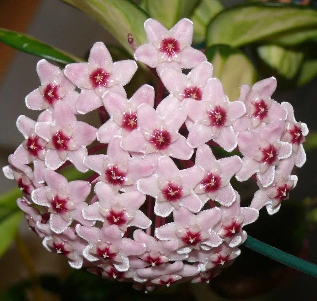 PRGA Hoya CARNOSA Tricolor Fiore di Cera Vaso 11 CM Perenni