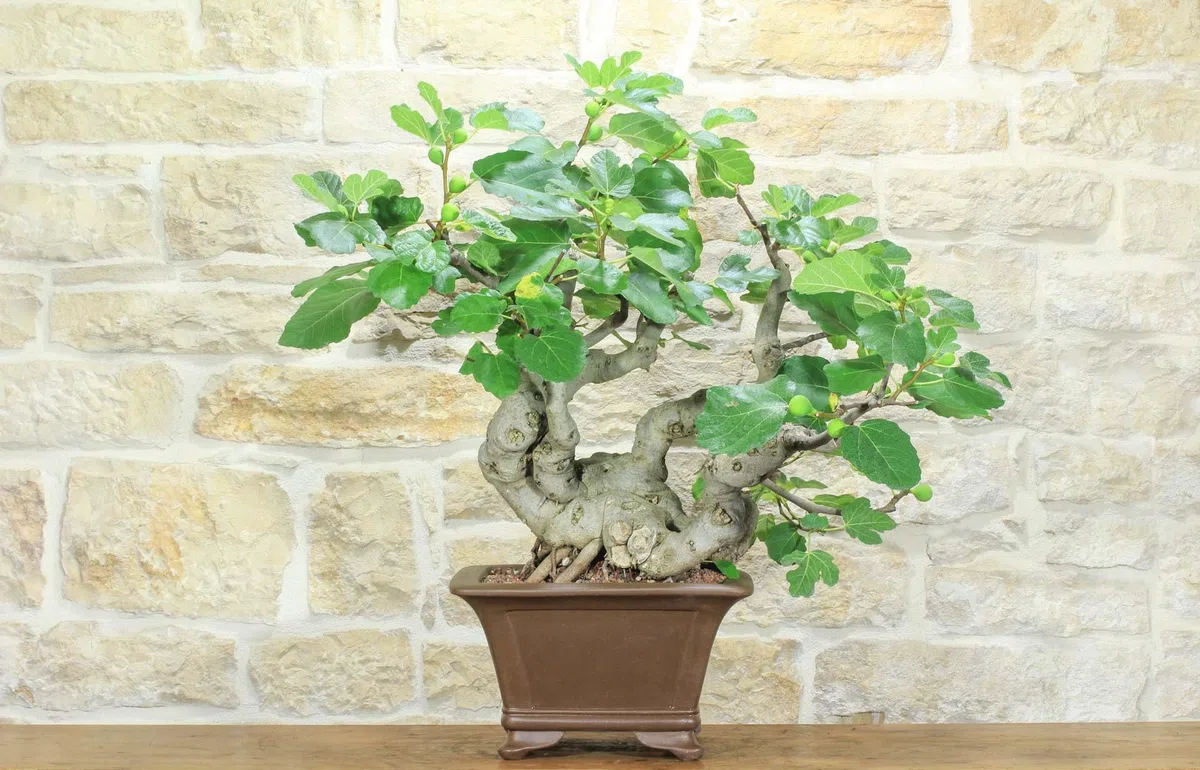Bonsai di Fico (82)