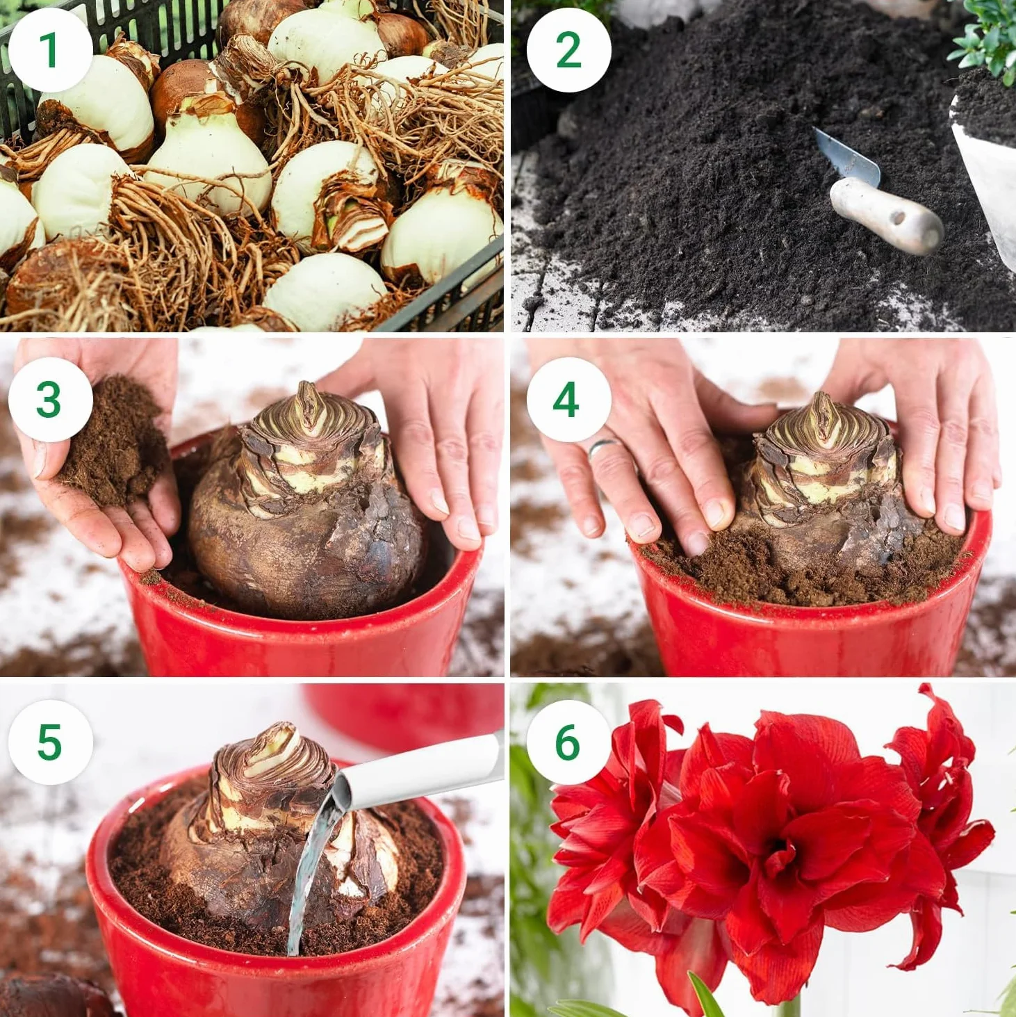 Bulbi di Amaryllis Collezione Economico - 3 Bulbi Fiori in grande formato 26/28 - Piante e Fiori Esclusivi dall'Olanda - Autentici Hippeastrum (non semi, senza cera e non artificiali)