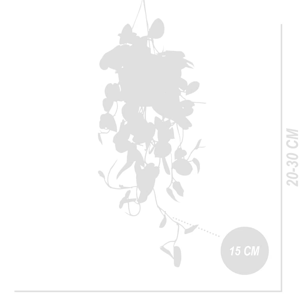 Bloomique - Scindapsus Pictus - Vite argentata - Pianta pensile - Adatta anche come pianta rampicante - Piante da appartamento - Purifica l'aria - Facile da mantenere - Altezza 20-25 cm - Vaso 15 cm