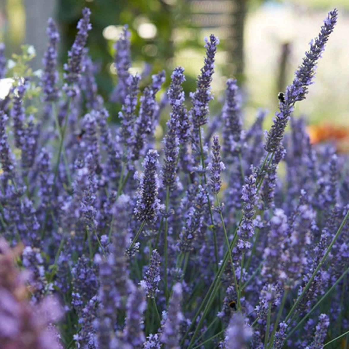 Bloomique - Set di 6 - Lavandula Angustifolia - Pianta di Lavanda - Pianta da Giardino - Resistente al Freddo - Alta 15-20 cm - Zolla da 7 cm